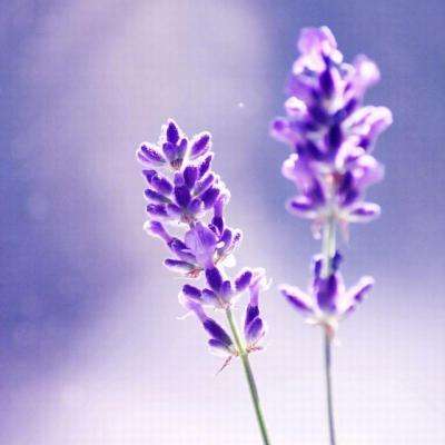 皇冠体育app正版下载